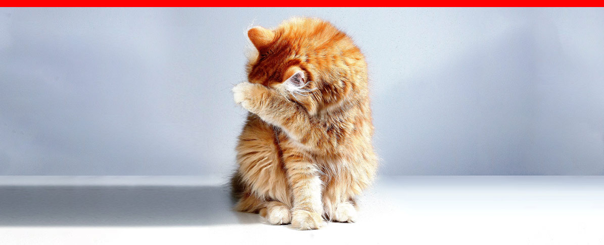 operación natural ego Ojos llorosos en gatos: causas y cuidados | Fidelidade